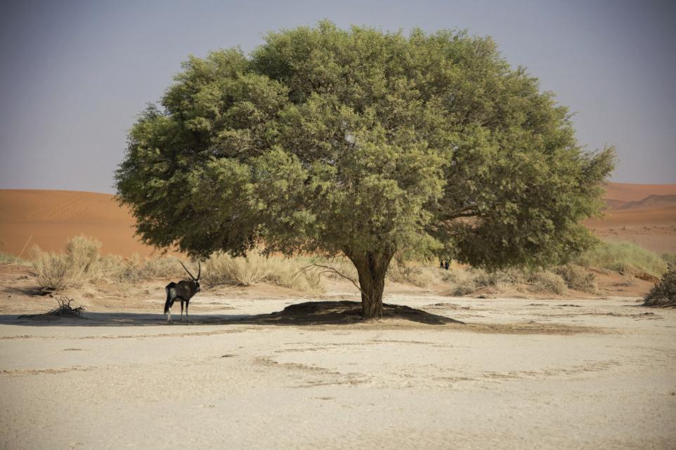 black horse on gray sand during daytime
