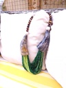 Central Indian Tribal Horn Necklace