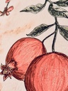 Plants of the Quran - Rumaan