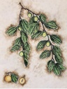 Plants of the Quran -Sidr