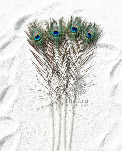 Peacock Eye Feather